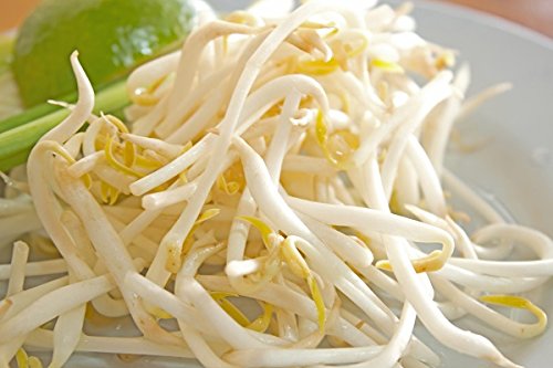 Mung Bean Sprouts - seeds