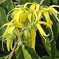 Palm Beach Medicinal Herbs Ylang Ylang Seeds (Cananga odorata) Packet of 3 Seeds
