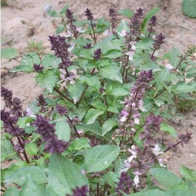 Amazon 3 0個 ロット大葉バジル 最高バジル 一般的なバジル 甘いバジルの種子花盆栽植物diyホームガーデン 花 Amazon 3 0個 ロット大葉バジル 最高バジル 一般的なバジル 甘いバジルの種子花盆栽植物diyホームガーデン 花