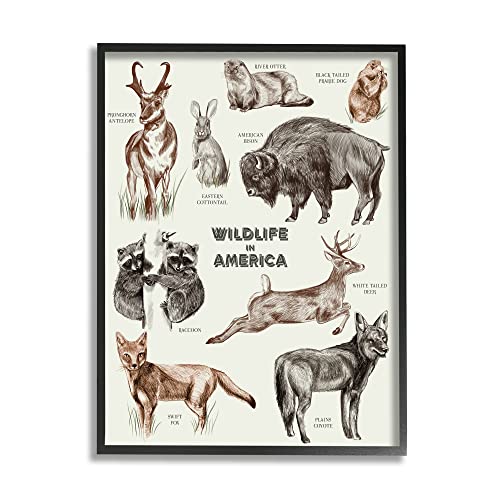 Stupell Industries Wildlife In America Various Animals Detailed Illustrations C…