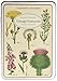 Cavallini & Co. Wildflowers Vintage Postcard Set