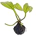 Aquatic Plant Bulbs - for Aquariums with temperatures Under 72F (Madagascar Aponogeton Bulb)