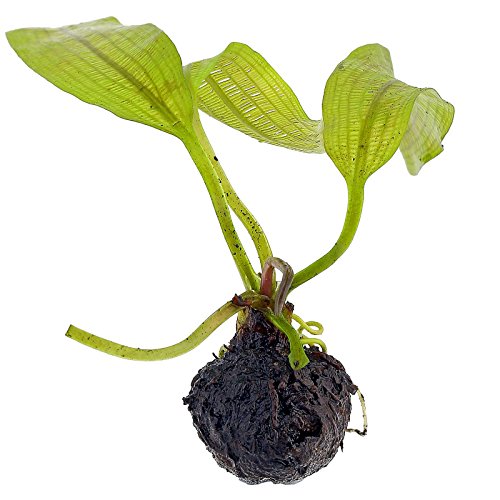 Madagascar Lace Bulb - Aponogeton madagascariensis - Thumbnail 3