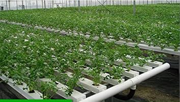 Amazon Com Rockwool Stonewool Grow Cubes Starter Sheets For