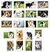 PUPPIES postcard set of 20 postcards. Puppy post card variety pack. Made in USA.