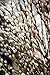 TreesAgain Lot of 5 Pussy Willow cuttings - Salix discolor - 7 to 9 inches