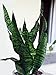 Black Snake Plant - Sanseveria - Almost Impossible to Kill - 4" Pot From Jm Bamboo