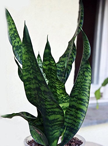 Black Snake Plant - Sanseveria - Almost Impossible to Kill - 4 Black Snake Plant - Sanseveria - Almost Impossible to Kill - 4