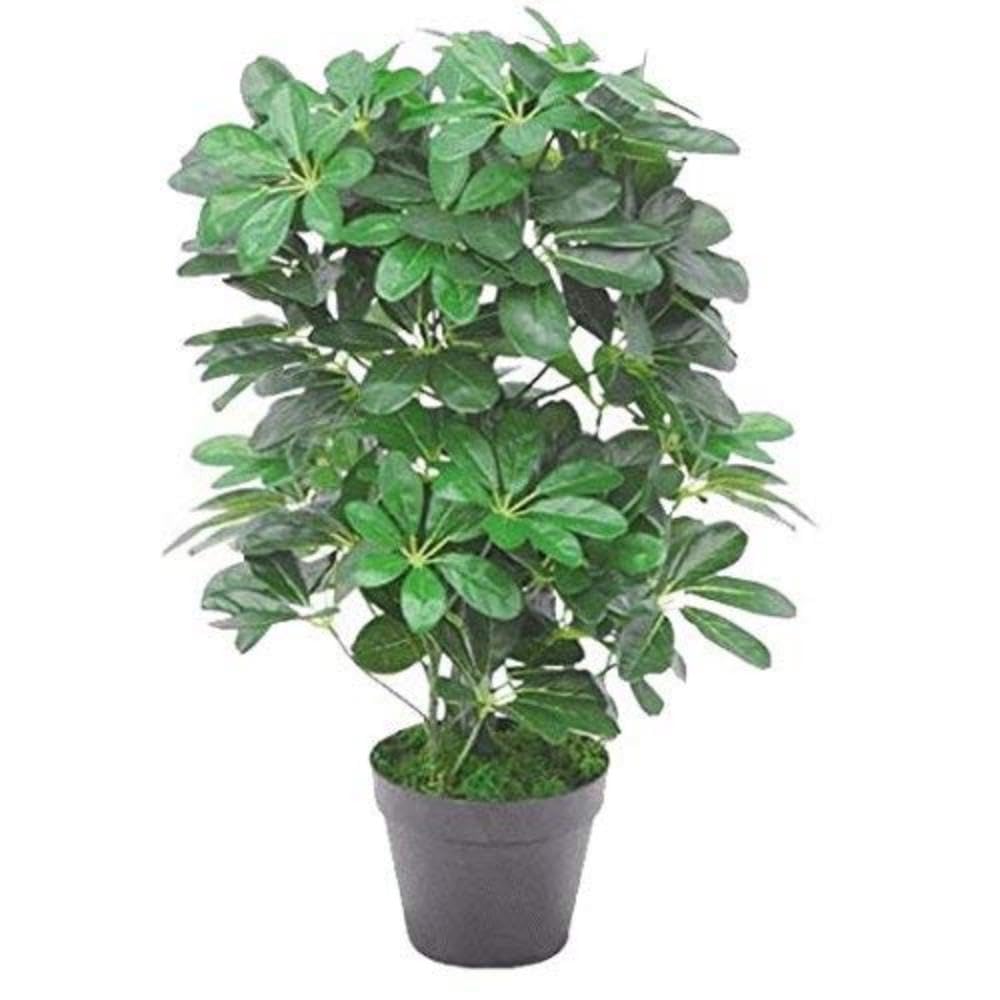 Leaf Artificial Arboricola Evergreen Plant, Golden Bush Capella, 70cm