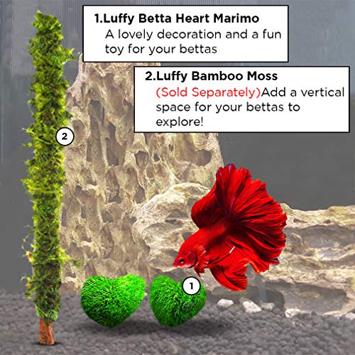 SunGrow 2 Betta Heart Marimos - Beautiful & Rare Aquatic Plants - Pair of 0.6" Heart-Shaped Moss Balls - Low Maintenance Good Luck Charms for Betta Fish Tanks - Creative Addition to DIY Home Decor