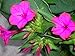 Pink Flowered Fragrant House Plant 100% Real Mirabilis Jalapa 50 Seeds