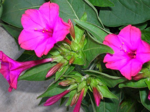 Pink Flowered Fragrant House Plant 100% Real Mirabilis Jalapa 50 Seeds