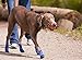 RC Pets Sport PAWks Dog Socks, Paw Protection, Large, Blue Heather