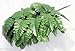 Silk Leather Leaf Fern Leaf-36 stems