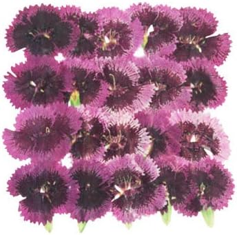 Pressed flowers, purple carnation 20pcs, art & craft, card making materials