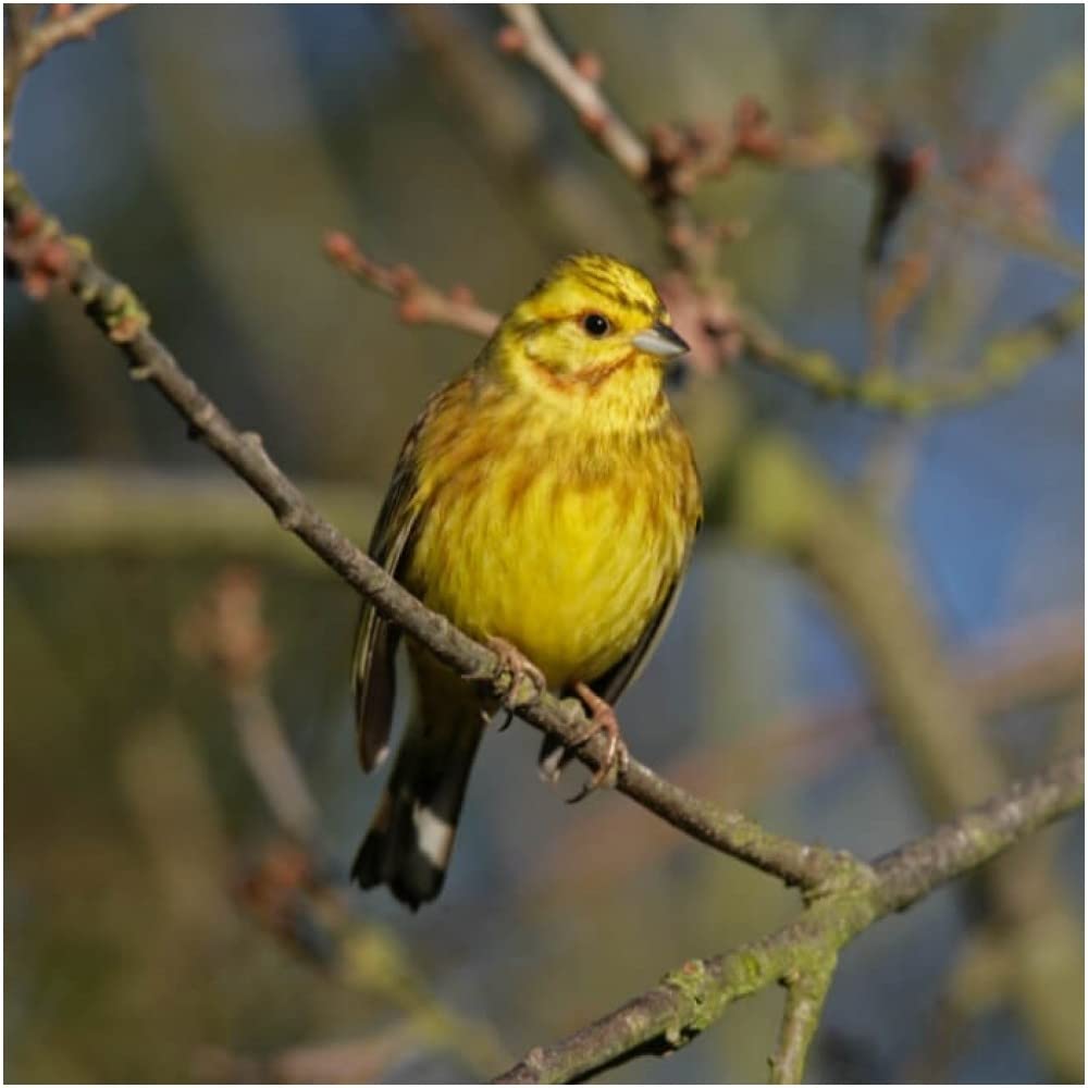 Yellowhammer Bird Greeting Sound Card By Really Wild Cards