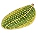YOOYOO Green Leaves Rug Soft/Flexible/Smooth Carpet/Rug/Mat nice looking Suitable For Stairway/Toilet/Floor/Bathroom/Kitchen/Bathroom/Kitchen/Area