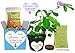 TickleMe Plant Get Well Soon Kit (1 Pack) – Grow A Tickle Me Plant That Reacts to Touch – Leaves Fold Up When You Tickle Them – Full Grow Kit of Sensitive Plants Seeds for Kids to Grow Indoors