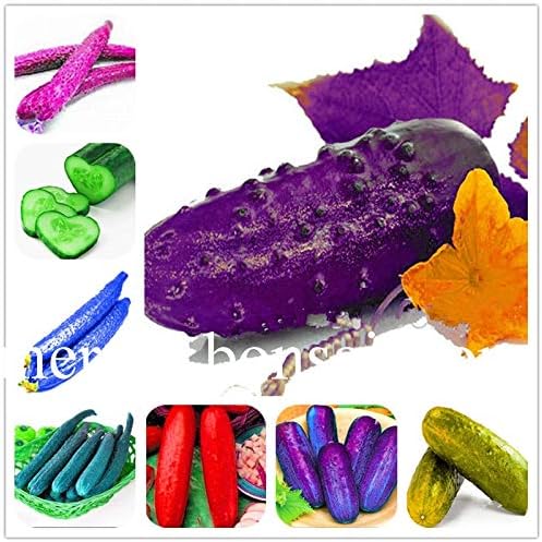 Bloom Green Co. Bonsai de Pepino 200 Piezas Japonã©s Raro Pãºrpura ...