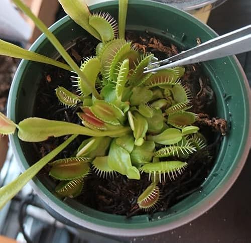 Venus Flytrap Food, Solid Gel Carnivorous Plant Food, 2.5OZ. Designed for  Venus Fly Trap, Sundew, Pitcher Plants and Other Carnivorous Plants in  Saudi Arabia | Whizz Fertilizers & Plant Food