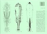 Image de ANATOMIA DEL CABALLO