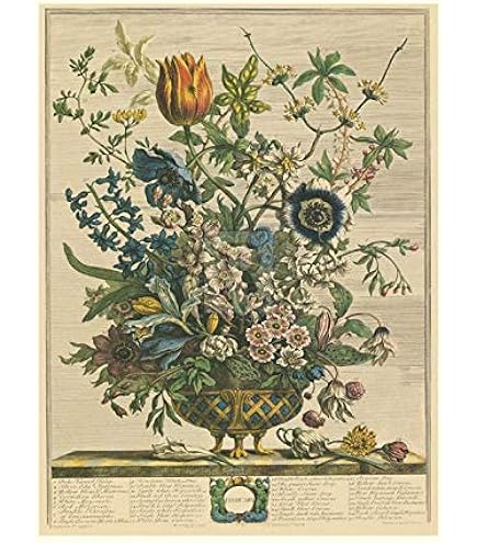 Amazon.com: Robert Furber - Twelve Months of Flowers 1730/March