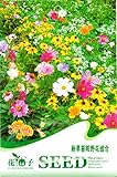 wonder4land 1 bag 200 Pcs Flowers Seeds Mixed Color Sunset Wildflowers