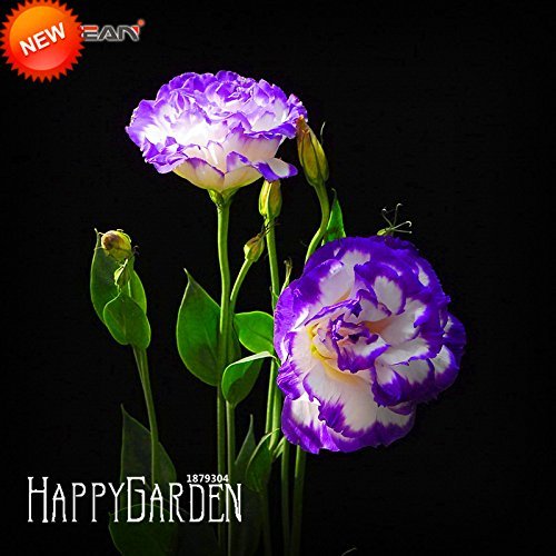 Loss Promotion!Purple Eustoma Seeds Perennial Flowering Plants Potted Flowers Seeds Lisianthus Multicolor,100 /Package,#1P919O
