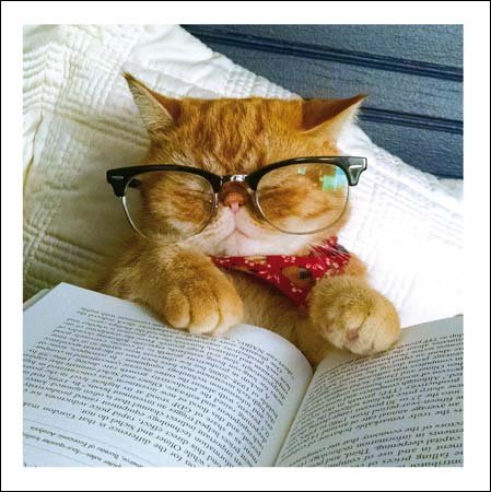 Photographic Greeting Card (WDM1343) Blank/Birthday - Bookworm - Cattitude