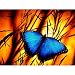 5D DIY Diamond Painting by Number Kits for Adults. Full Drill Crystal Rhinestone Embroidery Cross Stitch Arts Craft for Home Living Room Wall Decor 11.8X15.7 inches Wild Butterfly Nature