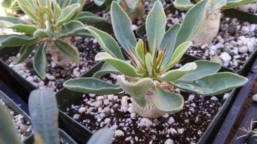 Pachypodium Namaquanum Elephant's Trunk Live Plant Cacti Succulent #PD01