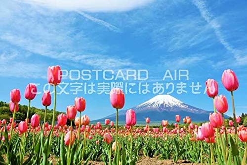 日本の風景ポストカード チューリップと富士山のはがきハガキ葉書 撮影 Yoshio Iwasawa