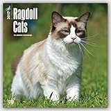 Ragdoll Cats 2017 Square (Multilingual Edition)