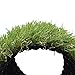 Artificial Turf Lawn Fake Grass Indoor Outdoor Landscape Pet Dog Area (5X3.3 ft)