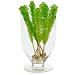 Green Apple Rock Candy Sticks (8)