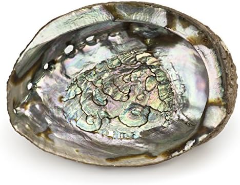 ARTEMISTORE Abalone Shell (5")