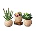 Potted Succulents Faux Artificial in Rope Vase 3 Piece Set, Green