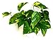 9GreenBox - Golden Devil's Ivy - Pothos - Epipremnum - 4