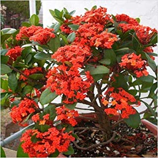 JS STOCKS Ixora Long Singapuri Ixora (Orange) Plant/Flower Plant