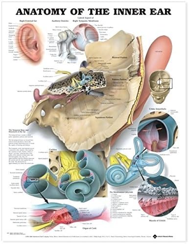 Anatomy of the Inner Ear Anatomical Chart by Anatomical Chart Company (2000-01-28)