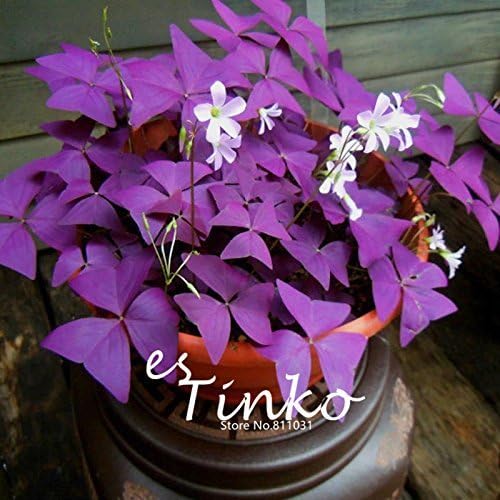 Swansgreen 1 Professional Pack Oxalis Triangularis Seeds Purple Shamrock Plant Best Foliage Plant Home Garden Bonsai Flower Seeds