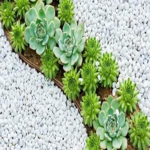 Pedra Branca Dolomita Para Decoração de Vaso Jardim Ornamentais N°2 (2 KG)