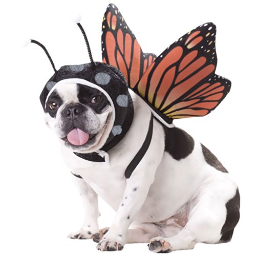 Butterfly Dog Costume