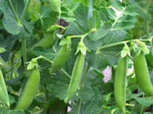 Semilla de guisante, Guisante mollar, herencia, orgánico, no GMO ...
