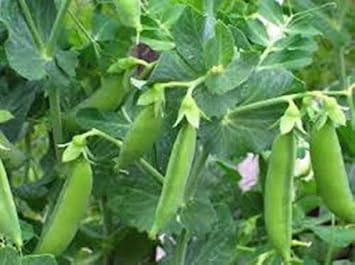Semilla de guisante, Guisante mollar, herencia, orgánico, no GMO ...