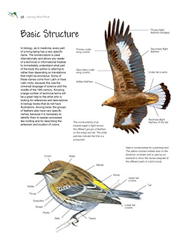 Sketching & Illustrating Birds: Professional Drawing Class - Thumbnail 5