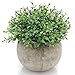 Velener Mini Plastic Artificial Plants Benn Grass in Pot for Home Decor (Green) primary