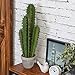 MyGift Artificial 23-Inch Hedge Cactus Plant with Gray Cement Planter