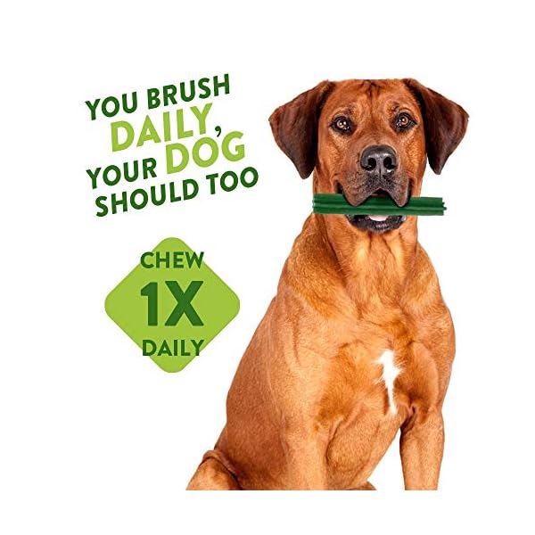 Whimzees-Natural-Dental-Dog-Chews-Long-lasting-Variety-Box-Mixed-Shapes-Medium-28-Pieces WHIMZEES By Wellness Variety Box, Mixed Shapes, Natural and Grain-Free Dog Chews, Dog Dental Sticks for Medium Breeds…