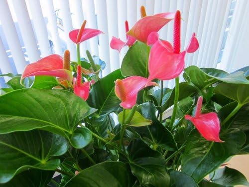 アンスリウム アンスリューム ピンク 10号鉢 尺鉢 四季咲きで花持ちが良く涼しげでギフトとして大変喜ばれている人気商品です 大変大きく高さもありお部屋のインテリアとして置いて頂くと一段と華やかになります 開店祝い 新築祝いなどにもおすすめです